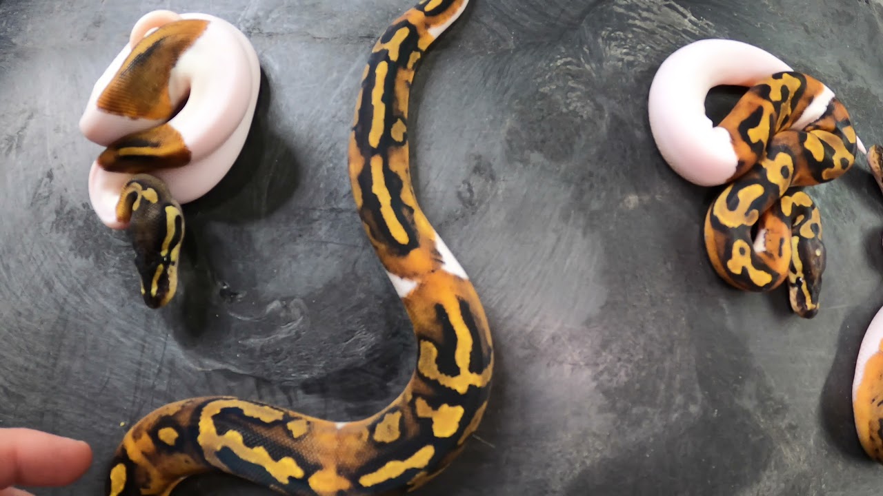 BALL PYTHON CLUTCH ID HELP! DID I HIT ANY ORANGE DREAM?