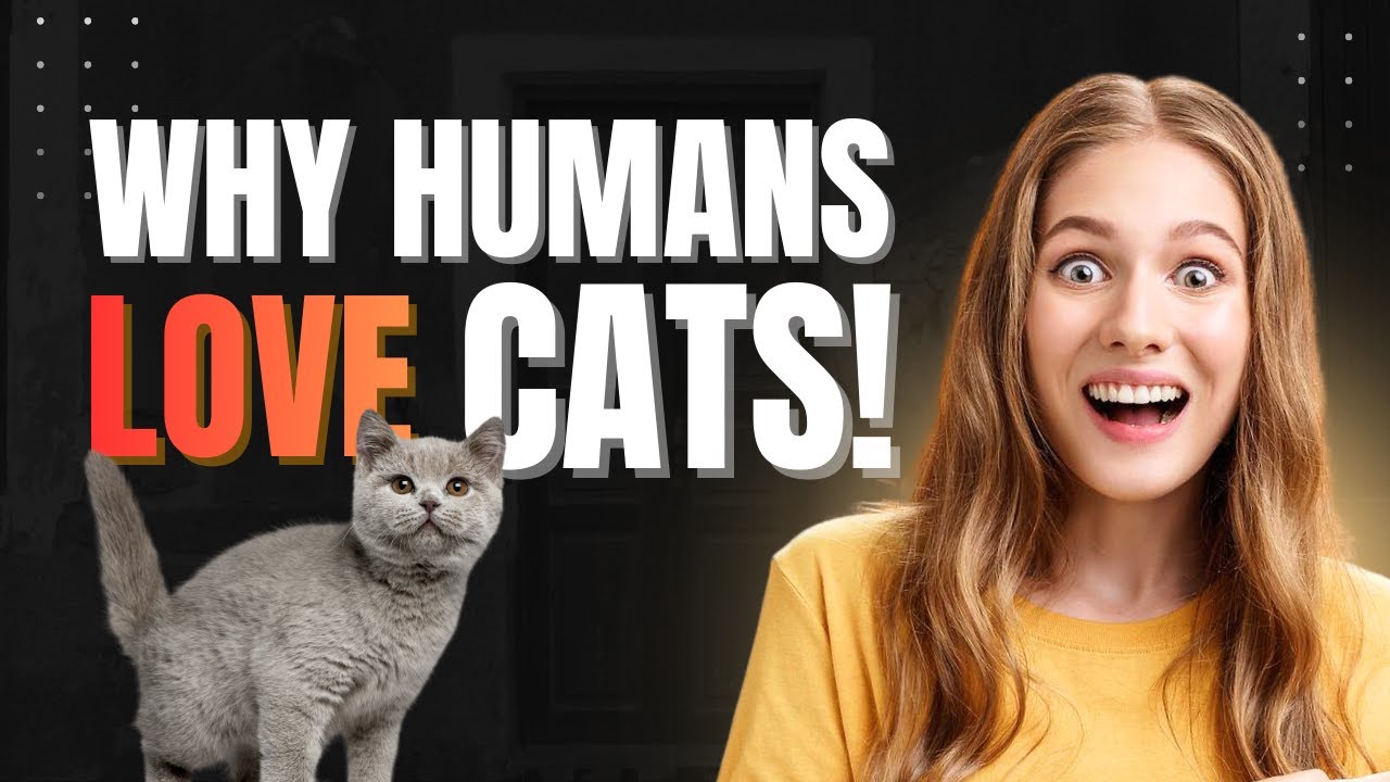 Why Humans Love Cats: The 10,000 Year Bond Between Us