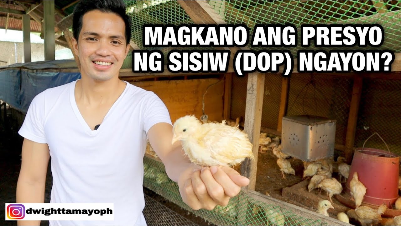 MAGKANO ANG PRESYO NG SISIW (DOP) NGAYON? (Philippines) | Dwight Tamayo