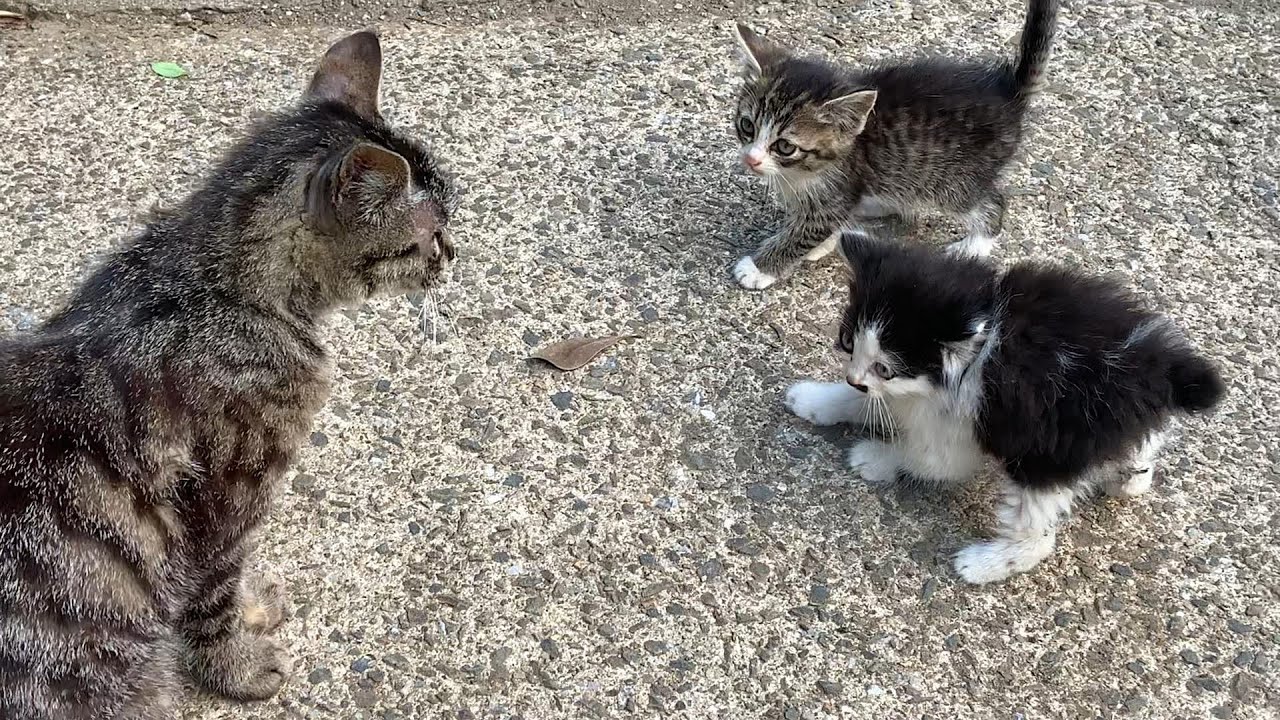 親猫と勘違いして近づいて怒られるモフ子猫 ／ 子猫は恐怖で固まる