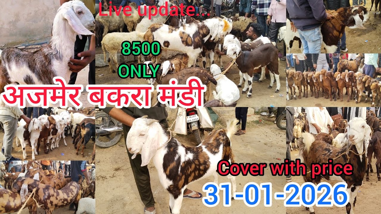 31-01-2026 AJMER BAKRA MANDI LIVE UPDATE COVER WITH PRICE||RAJASTHAN GOAT MARKET LATEST UPDATE 8500