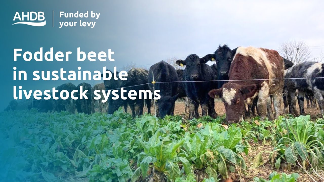Fodder beet in sustainable livestock systems | Webinar
