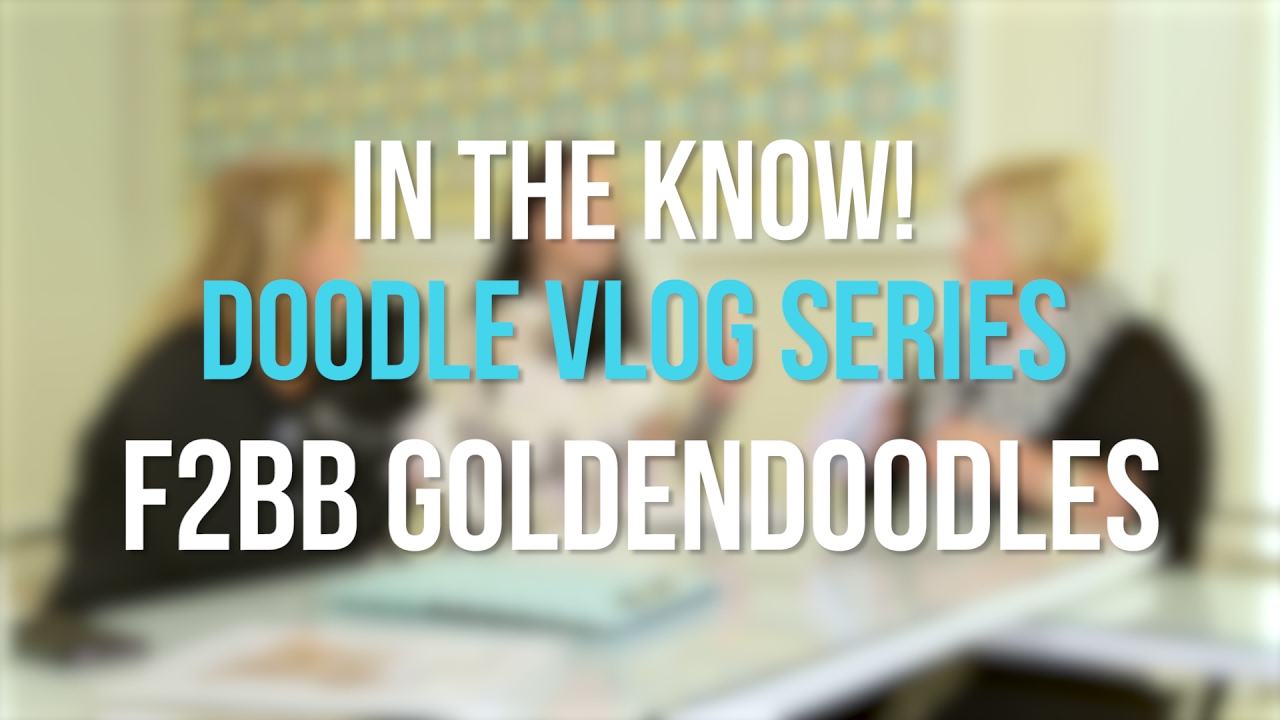 In The Know - F2BB Goldendoodles