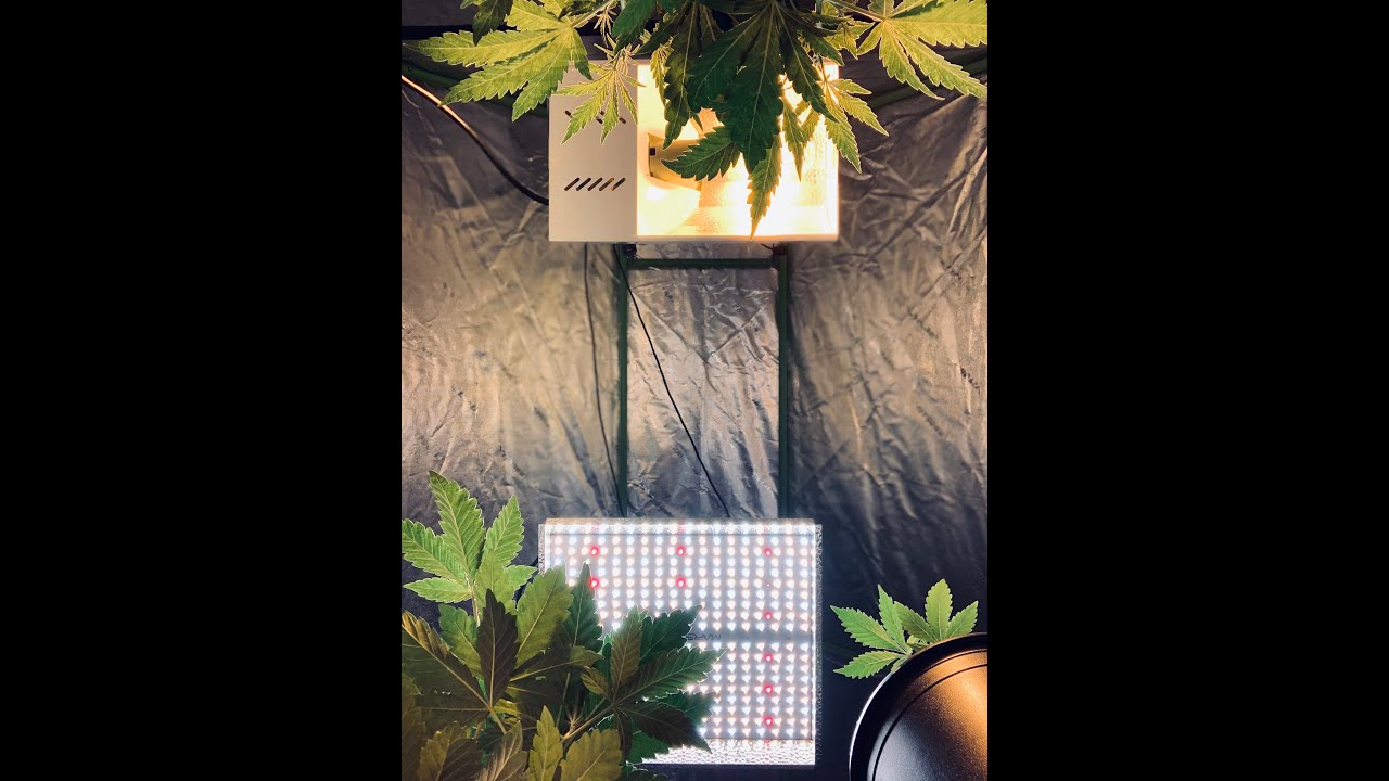 How to grow weed week 4/growing weed with well water/Grow tent update