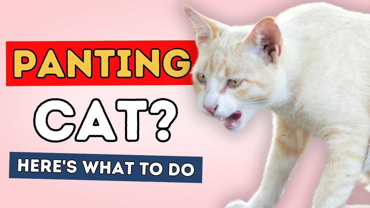 Panting Cat? Here's What To Do