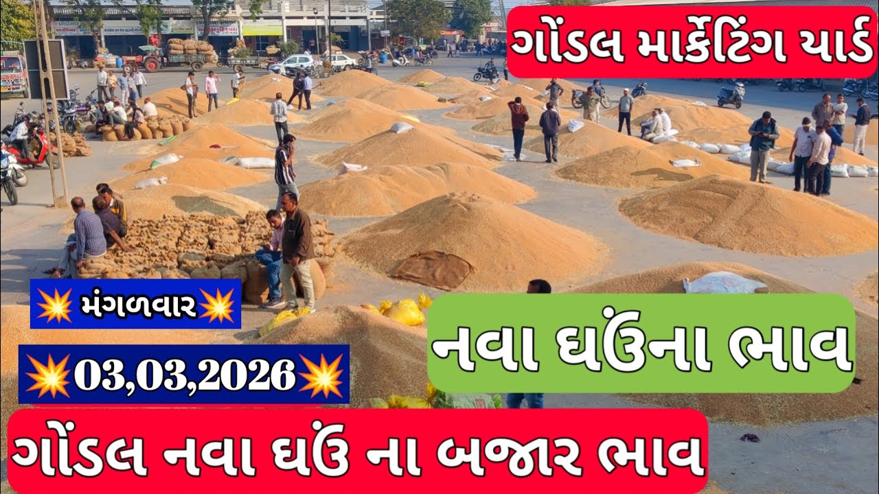 નવા ઘઉં ના બજાર ભાવ / ગોંડલ નવા ઘઉં બજાર ભાવ / ઘઉંના બજાર ભાવ / 03,03,2026