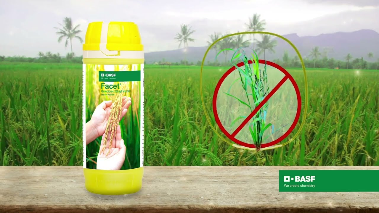 Борьба с сорняками рода Echinochloa на рисовых полях с помощью BASF Facet&reg;