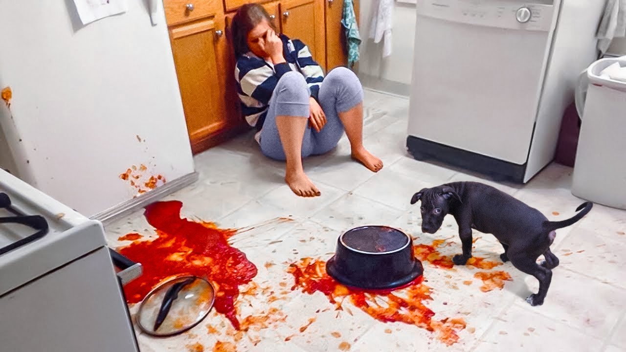 A RAZÃO PELA QUAL TER UM CACHORRO É IRRITANTE PARA CARAMBA