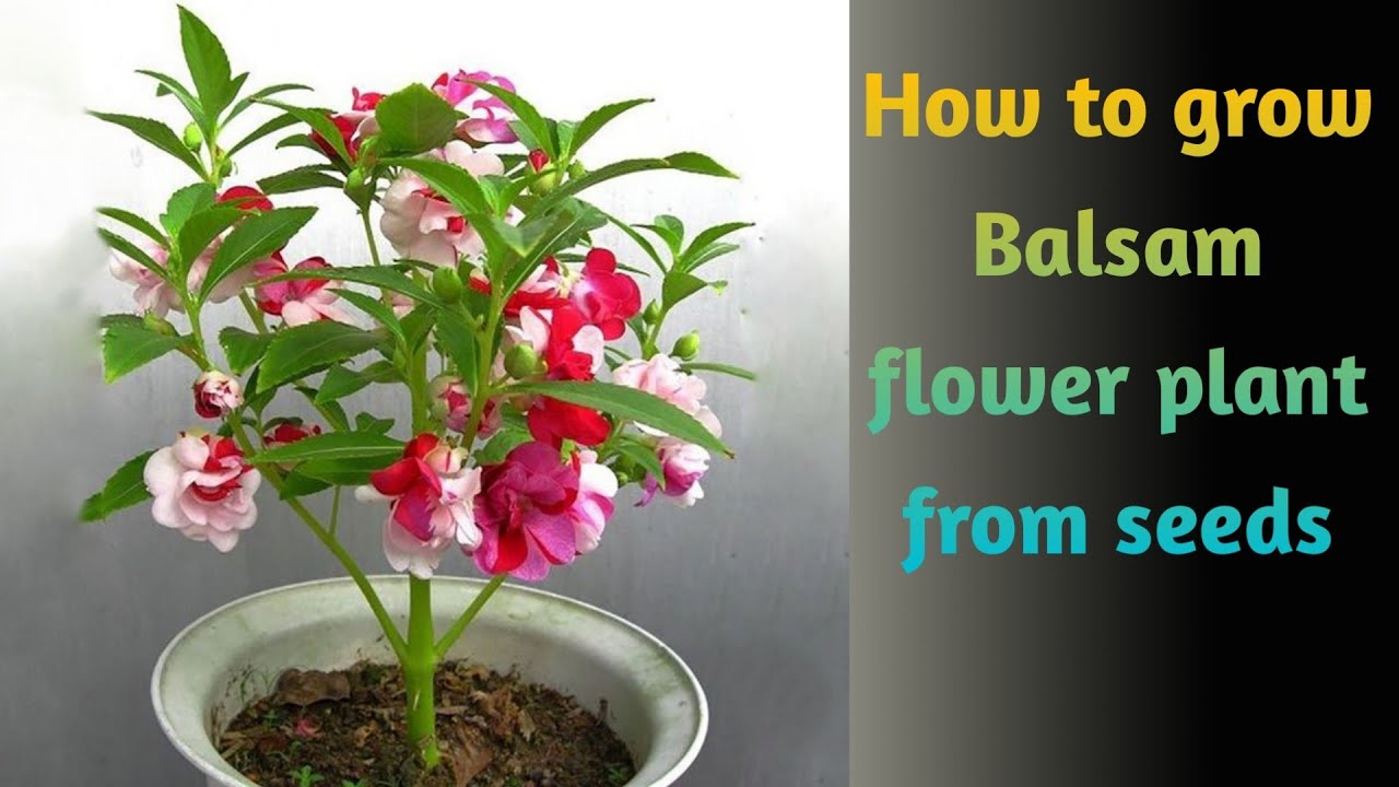 How to grow Balsam flower plant from seeds