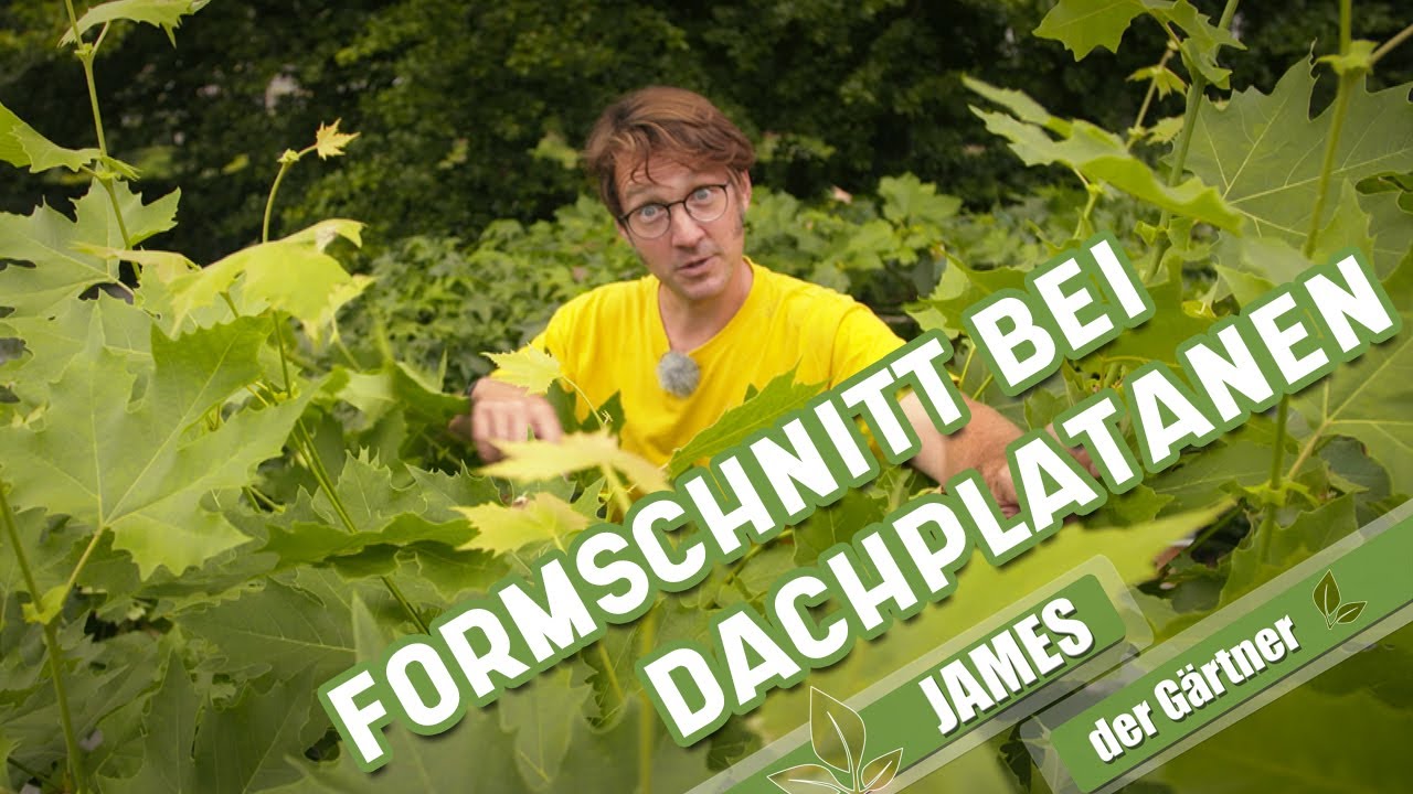 So schneidet man Dachplatanen im Sommer | James der Gärtner