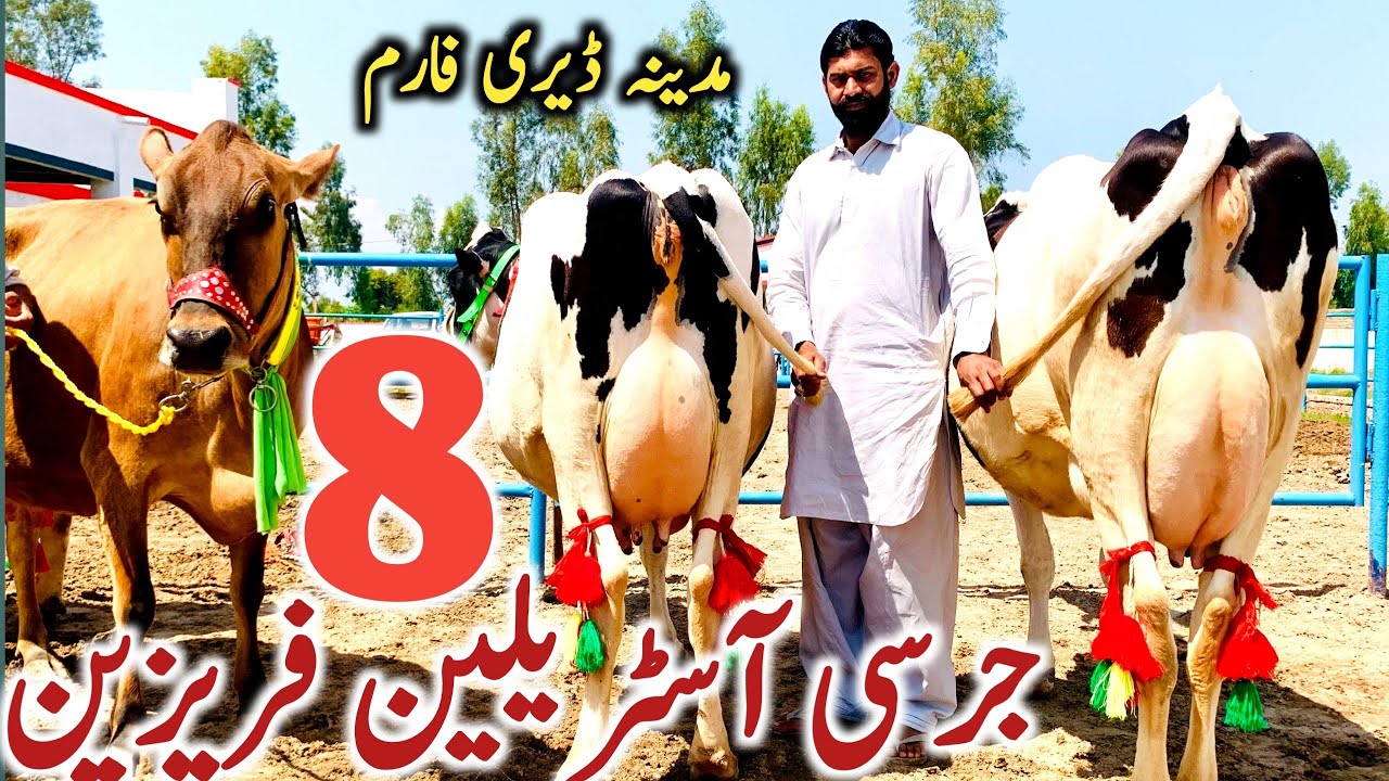 Madina Dairy Farm | Australian Cow | Jersey Cow | Holstein Friesian Cross || Global Village Farming
