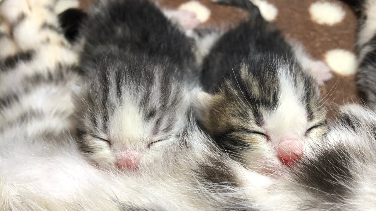 子猫が生まれました【今日の子猫①】ジェネッタ