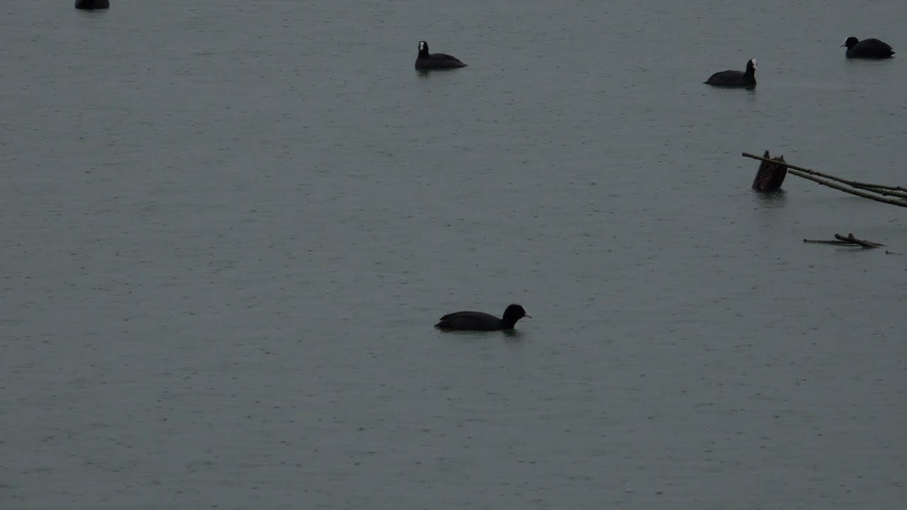 Skadarsko jezero, Nevrijeme KADROVI