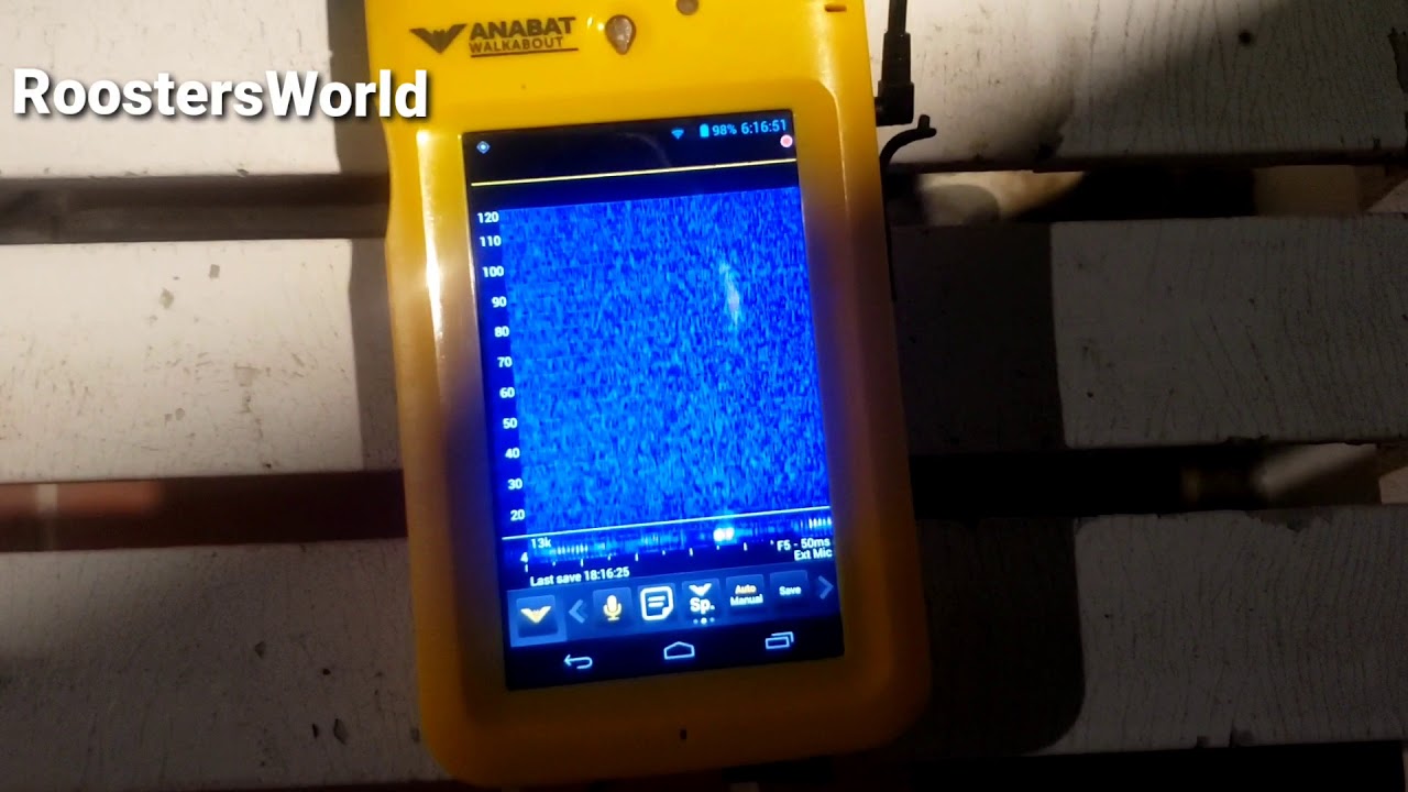 Bat survey at a pool: AudioMoth vs AnabatWalkabout