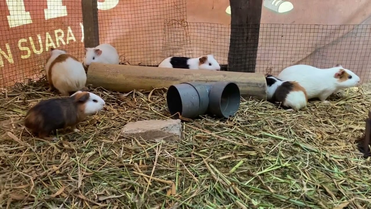 Aktivitas Marmut Siang Hari di Kandang Umbaran 🐹 