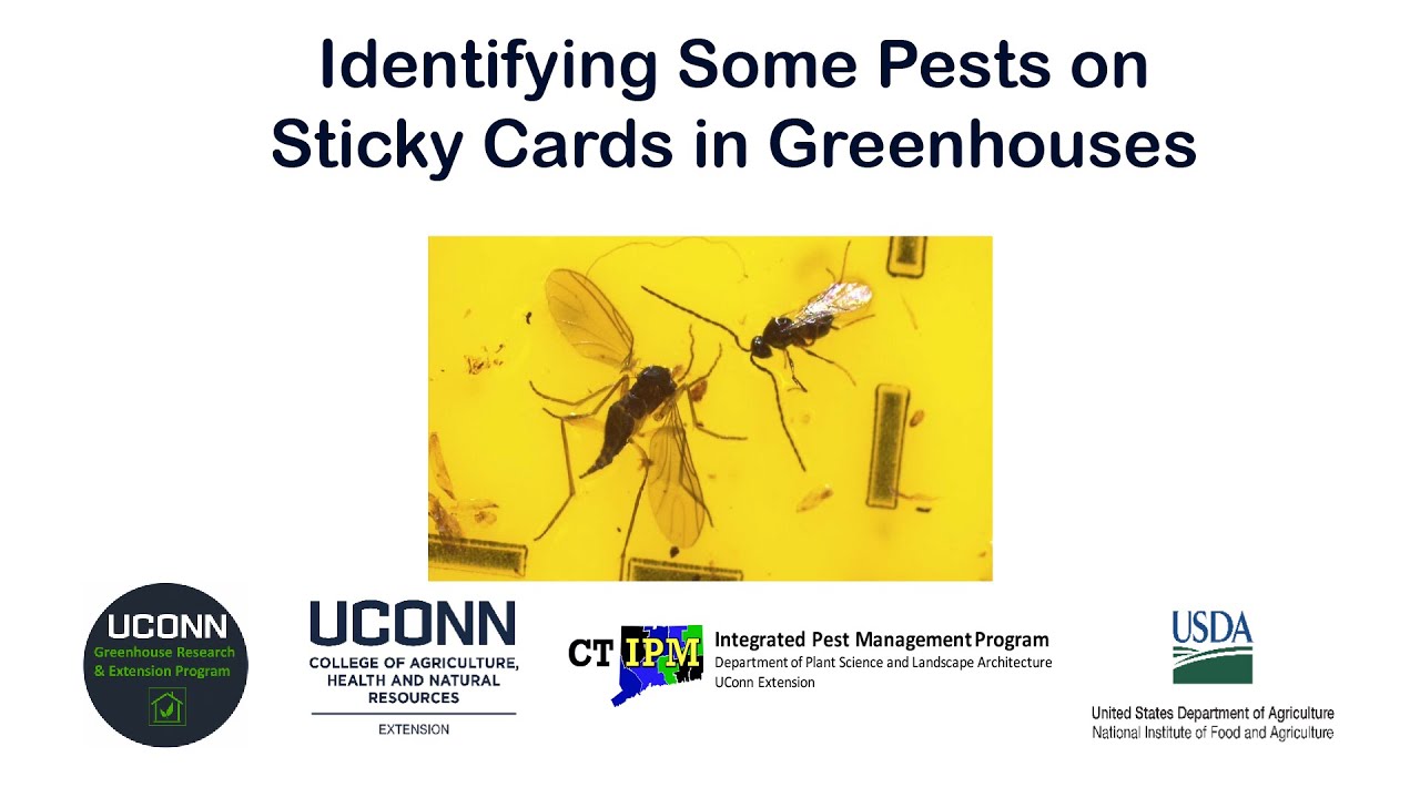 Identifying Some Pests on Sticky Cards in Greenhouses