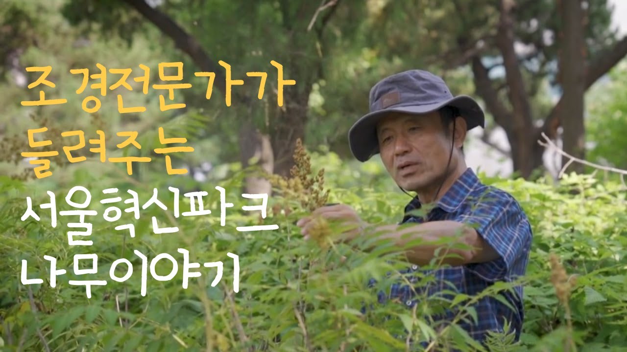 독일가문비나무? 개쉬땅나무? 서울혁신파크에서 만날 수 있는 나무들의 이야기