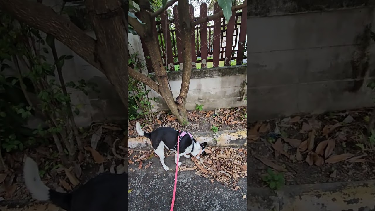 เดินเล่นจนพระอาทิตย์ขึ้น