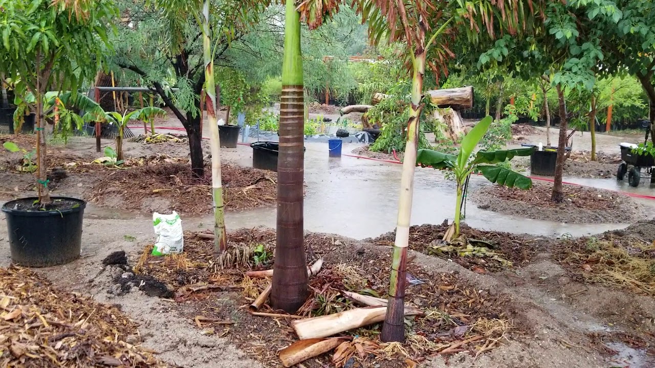 Growing Foxtail palms in Phoenix