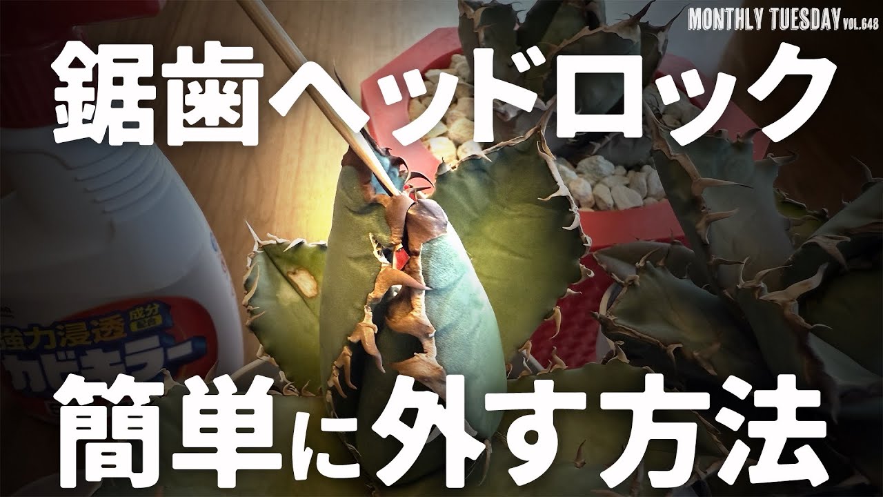 【アガベ】鋸歯の外し方！カビキラーでヘッドロックを外す！