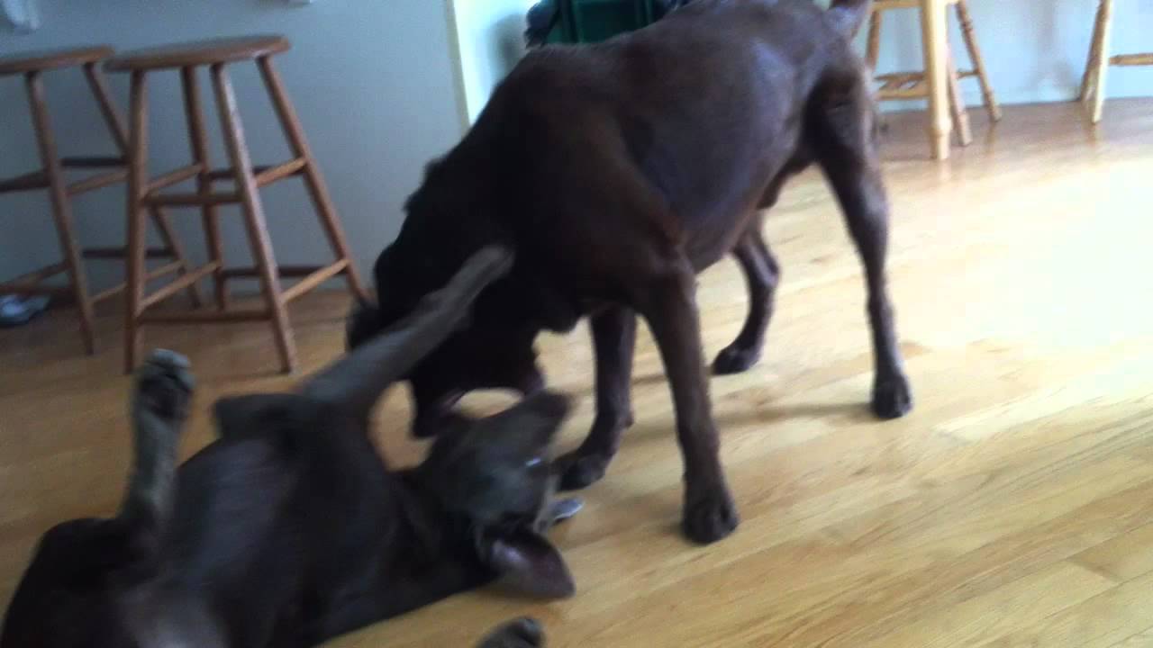 Labs play fighting