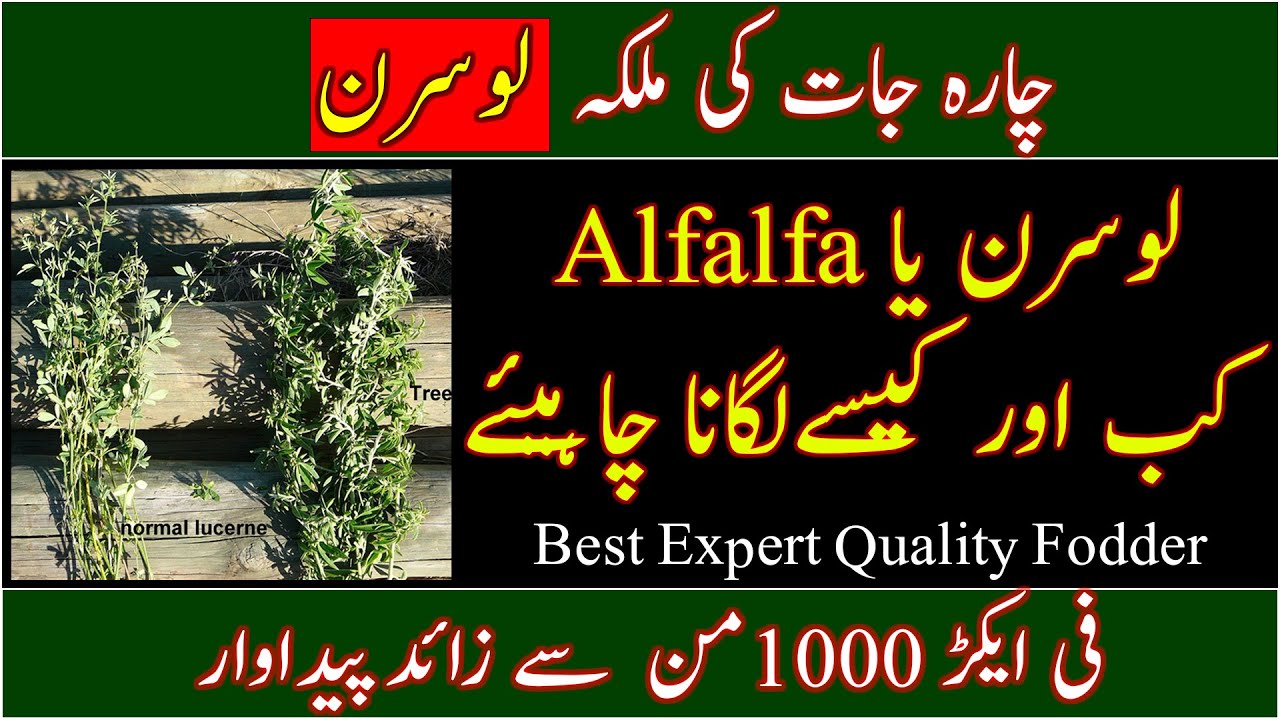 Alfalfa/Lucern cultivation in Urdu| How to grow lucern/Alfalfa|Best quality hay|لوسرن کی پیداوار