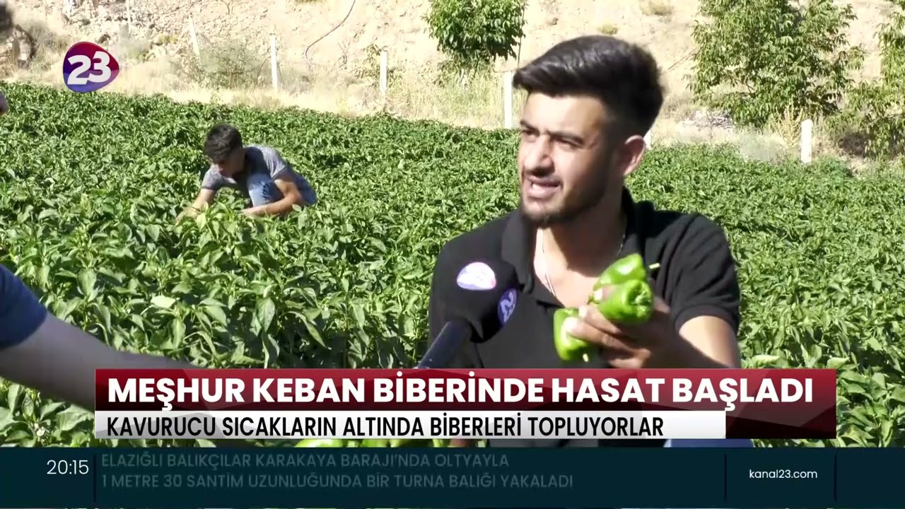 MEŞHUR KEBAN BİBERİNDE HASAT BAŞLADI