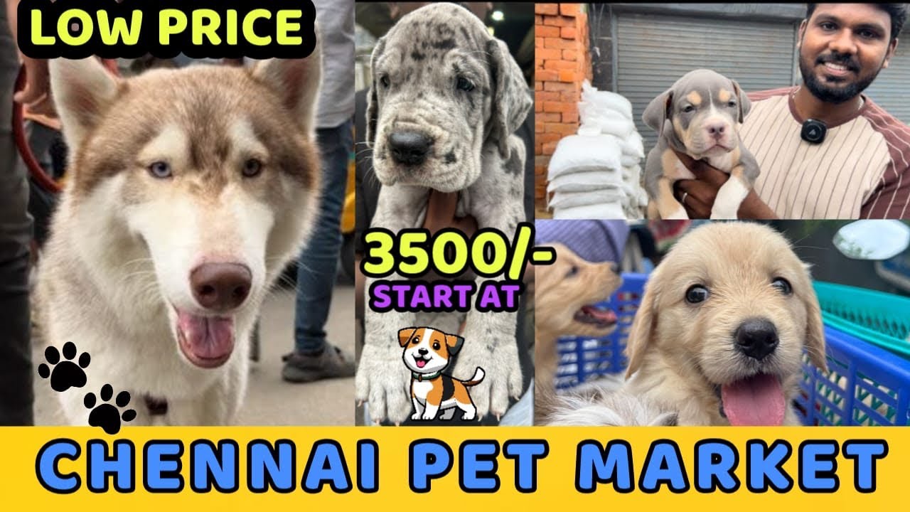 Chennai Broadway Pet Market 2024 | Buy & Sell any Pets Here | Mannady Kozhi Market | #petvlog