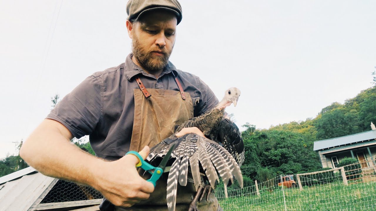 Clipping the Turkeys Wings