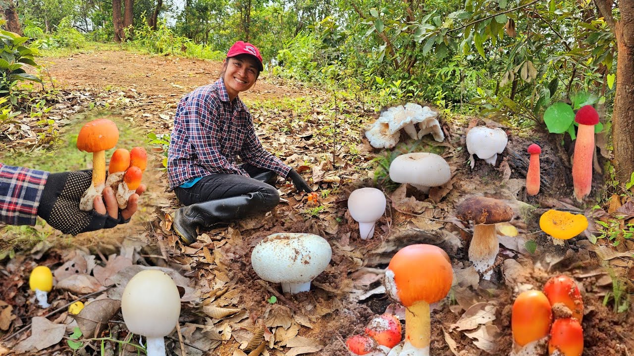 หาเห็ดวันนี้!!หมานเห็ด เกือบเต็มตะกร้า!!10ก.ค67ครับ