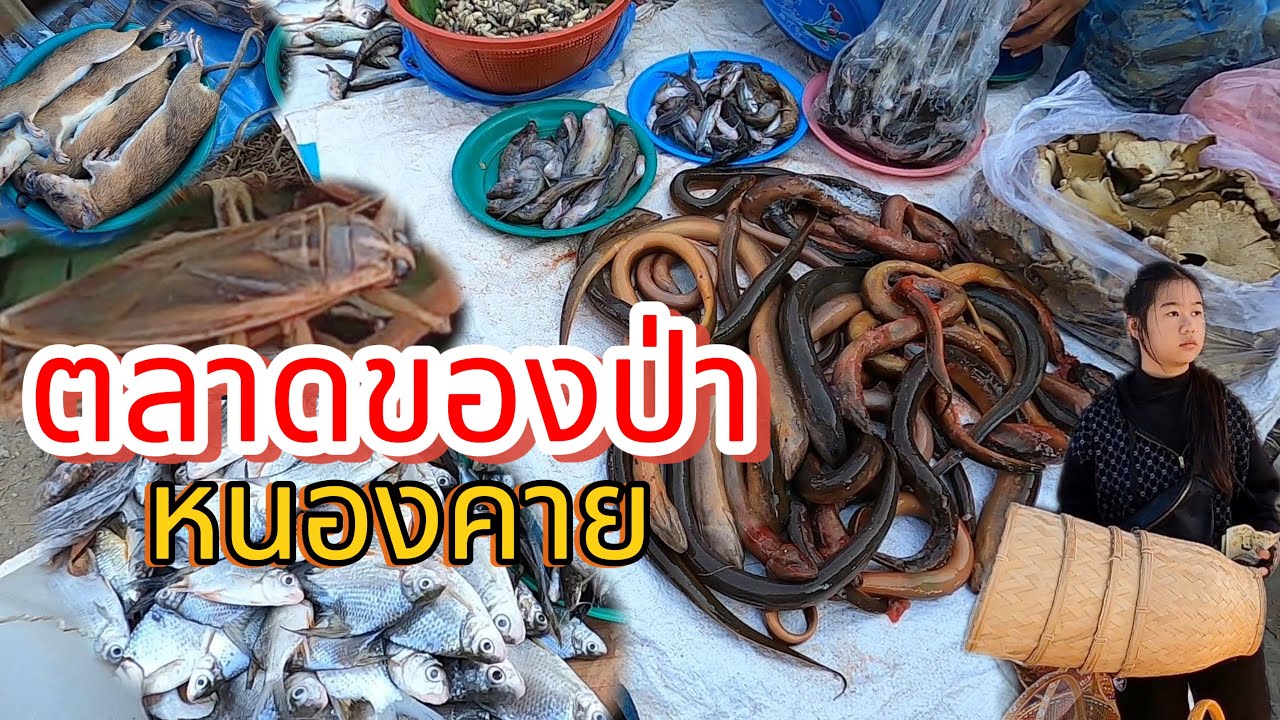 ตลาดนัดไทยลาว จ.หนองคาย ของป่า อาหารลาว แมงดา ปลาน้ำโขง หลายคัก