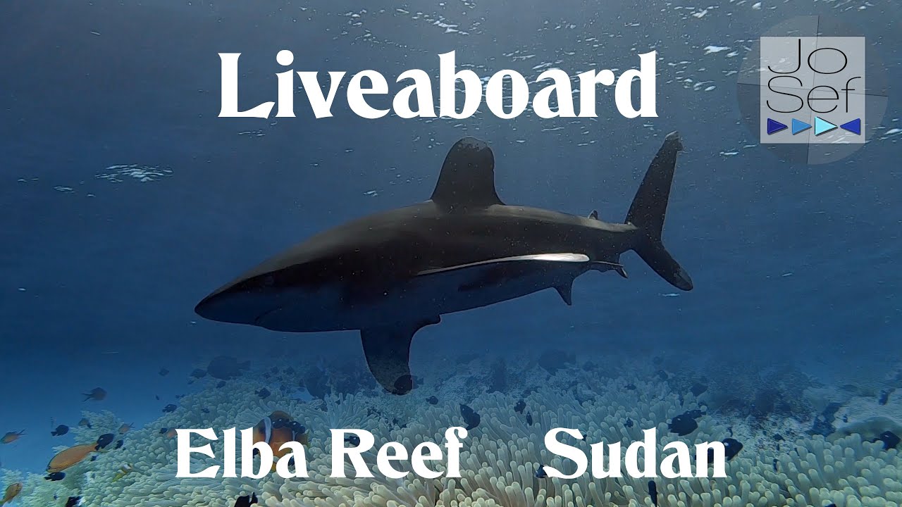 Scuba Diving Elba Reef & Sudan | Liveaboard Royal Evolution | Red Sea Egypt 2023