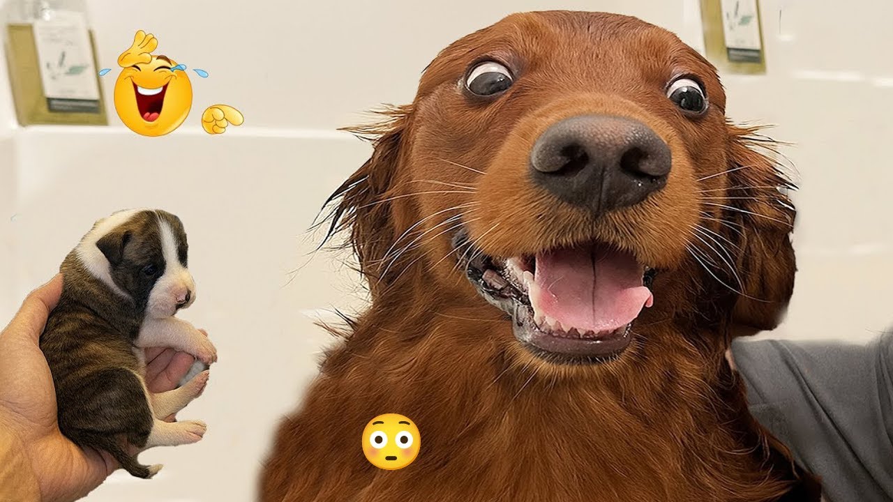 You’ll Laugh Every Second Watching These Dogs 🤣🦮 FUNNIEST DOGS Video 2026 #38
