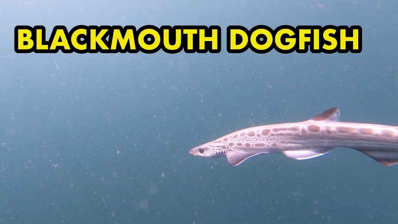 Blackmouth Dogfish & Spurdogs