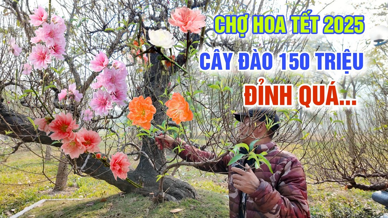 QUÁ ĐỈNH CHỢ HOA KIỂNG TẾT 2025 CÂY ĐÀO 150 TRIỆU - LẠC VÀO THỦ PHỦ ĐÀO QUẤT TỨ LIÊN