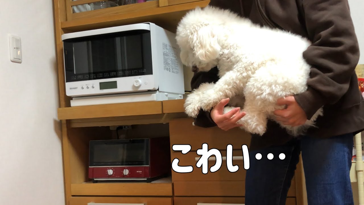怖がり方が人間の赤ちゃんすぎるトイプードルとJK姉【年の差姉弟⁉︎】