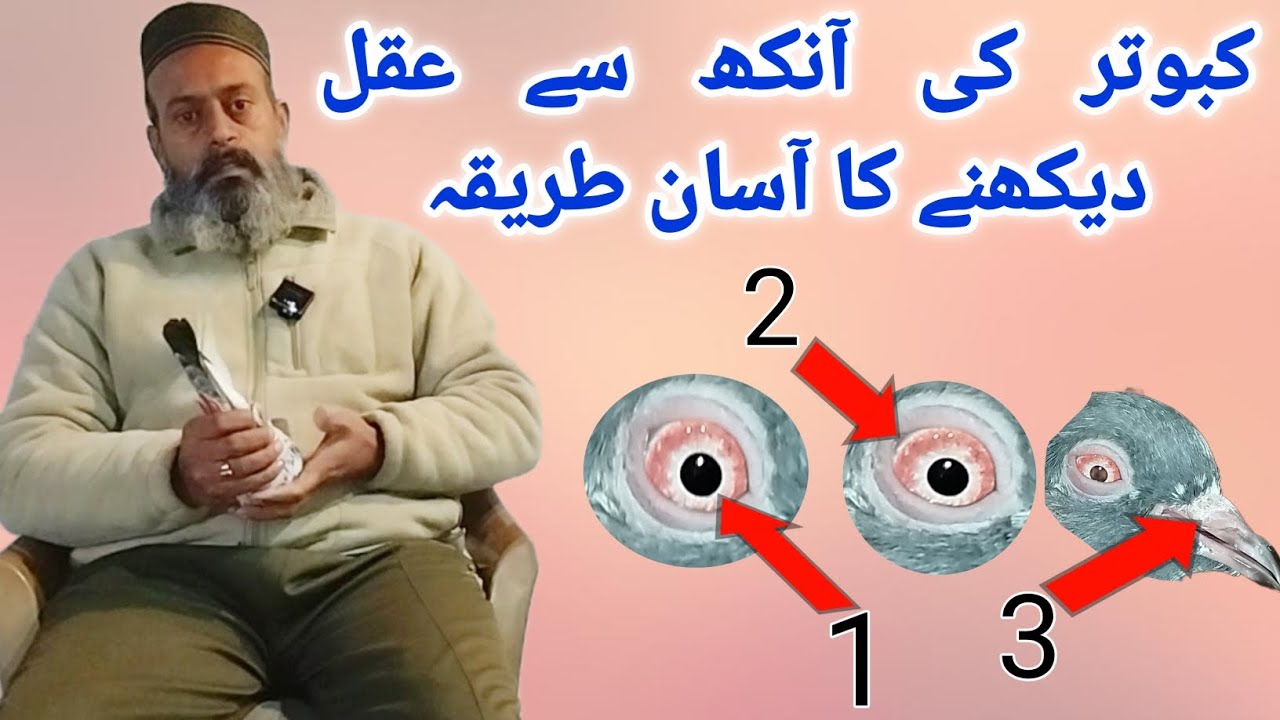 Kabootar Ki Ankh Main Akhal Ka Rings ki Pehchan|comment answer,tips &informative video#india #pigeon
