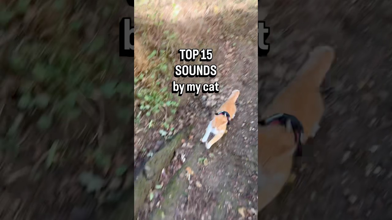 Cutest Cat Sounds Ever