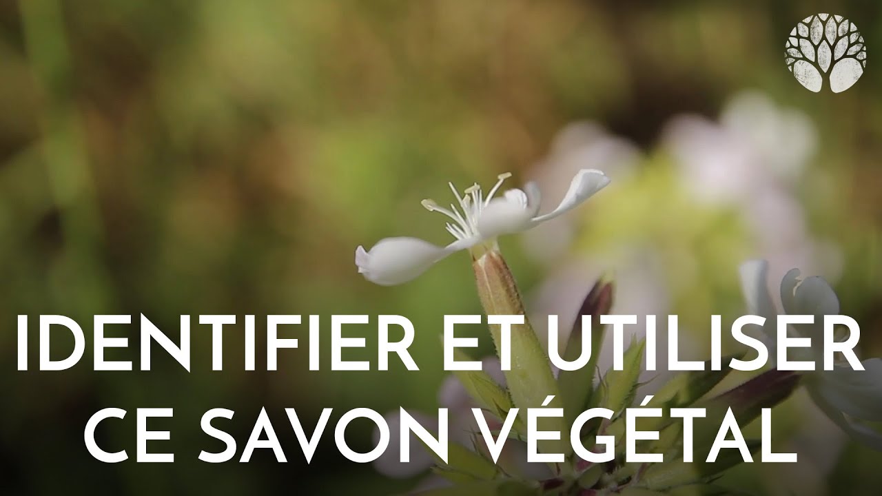Saponaire : la plante-savon