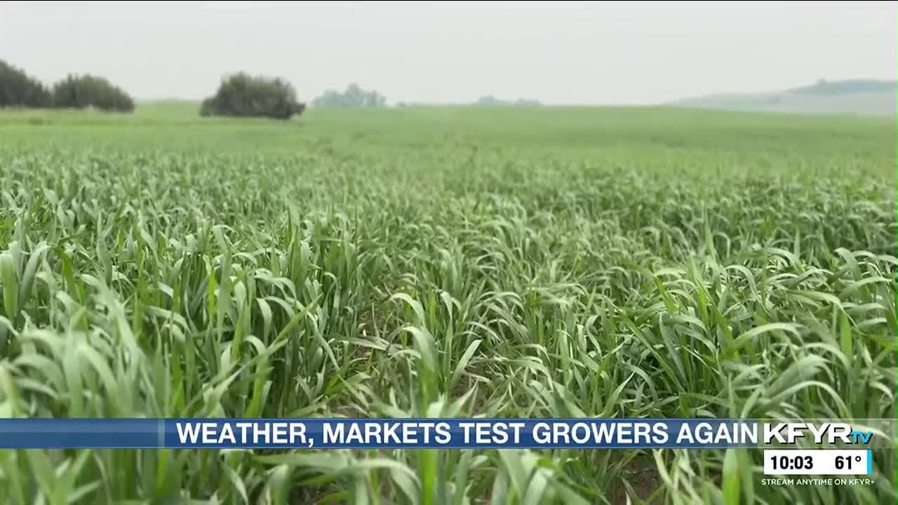 Faith and the Fields: North Dakota farmers push through a late start