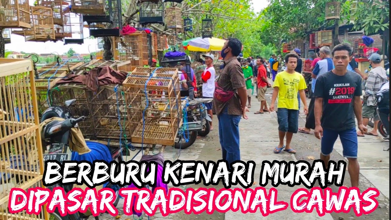 BERBURU BURUNG KENARI MURAH DIPASAR CAWAS KLATEN - CEK HARGA BURUNG KENARI TERBARU 2020