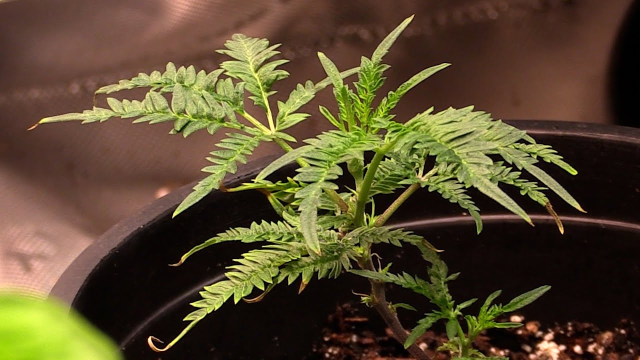THIS IS A CANNABIS PLANT?!