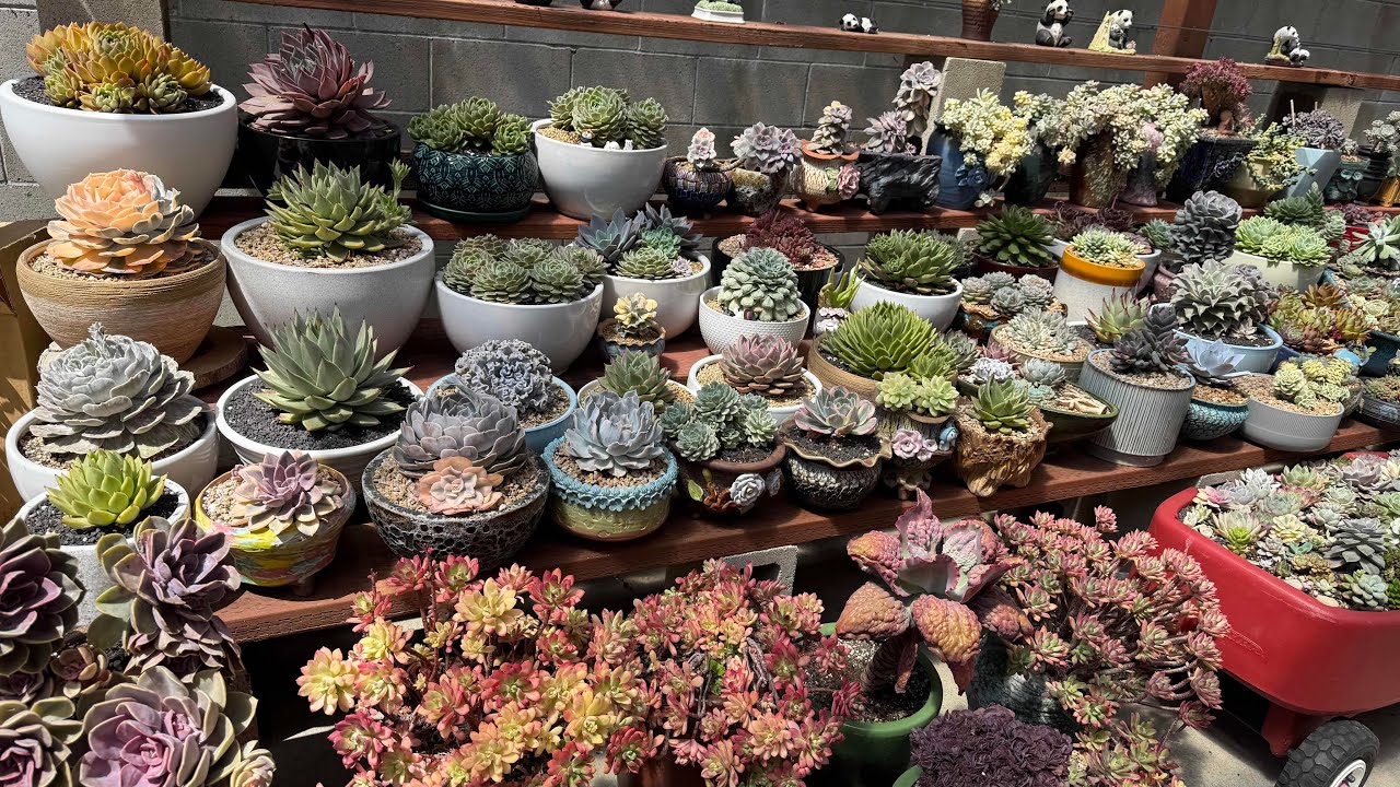 Succulent Collection 