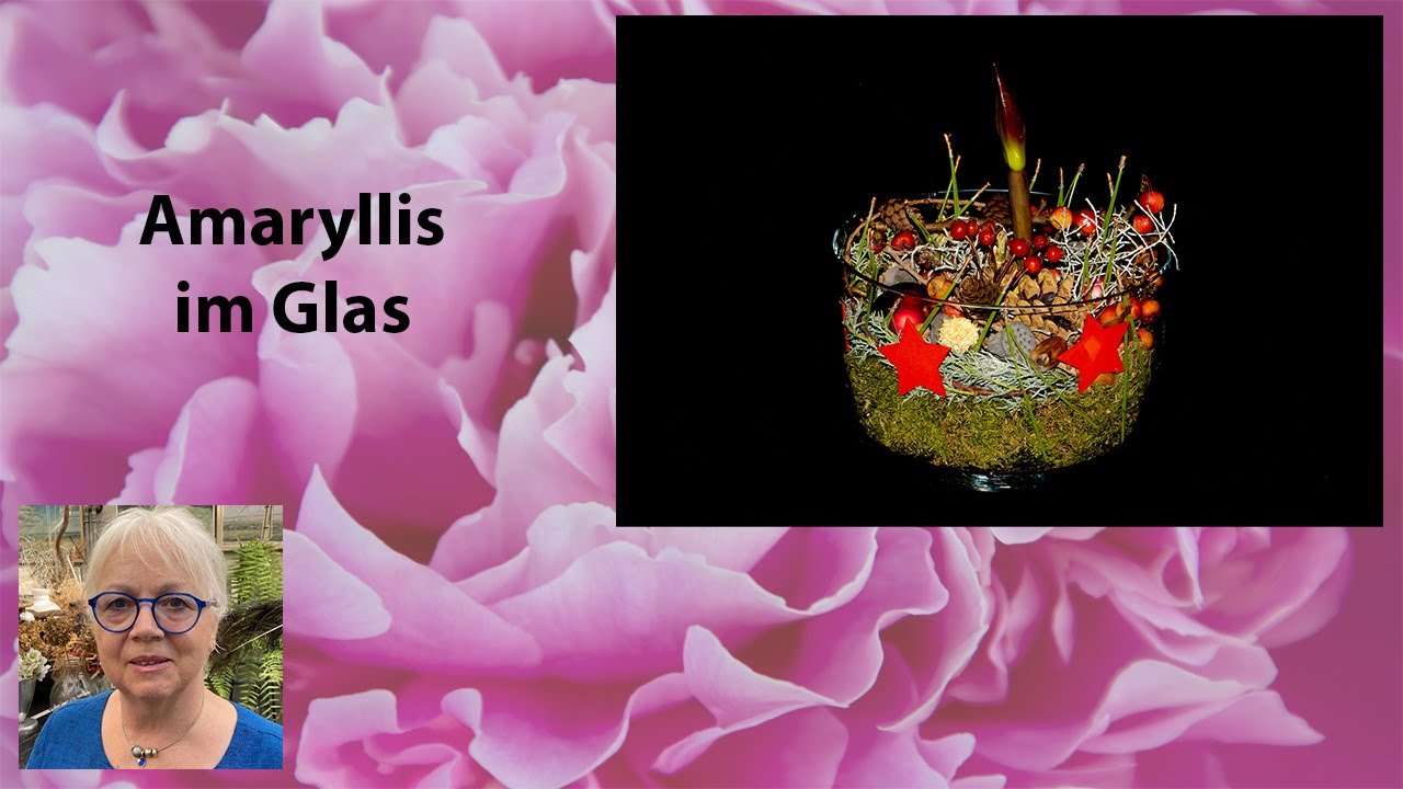 Amaryllis im Glas - Schöne festliche Weihnachtsdeko mit einer Amaryllis selber machen