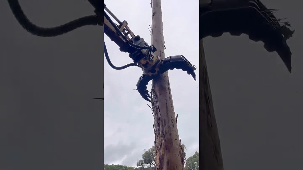 Machinery assisted tree felling #treefelling #stihl500i #forestry#treecutting
