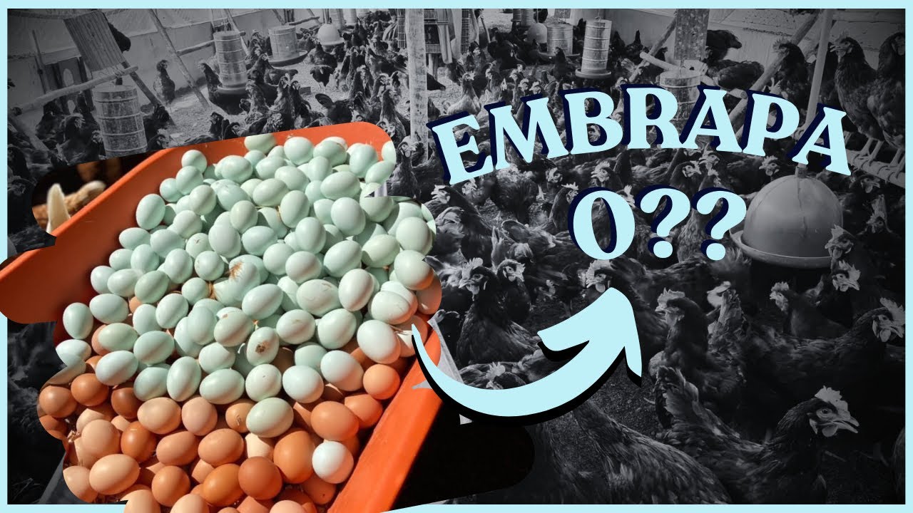 EMBRAPA 0?? POEDEIRA de OVOS AZUIS?