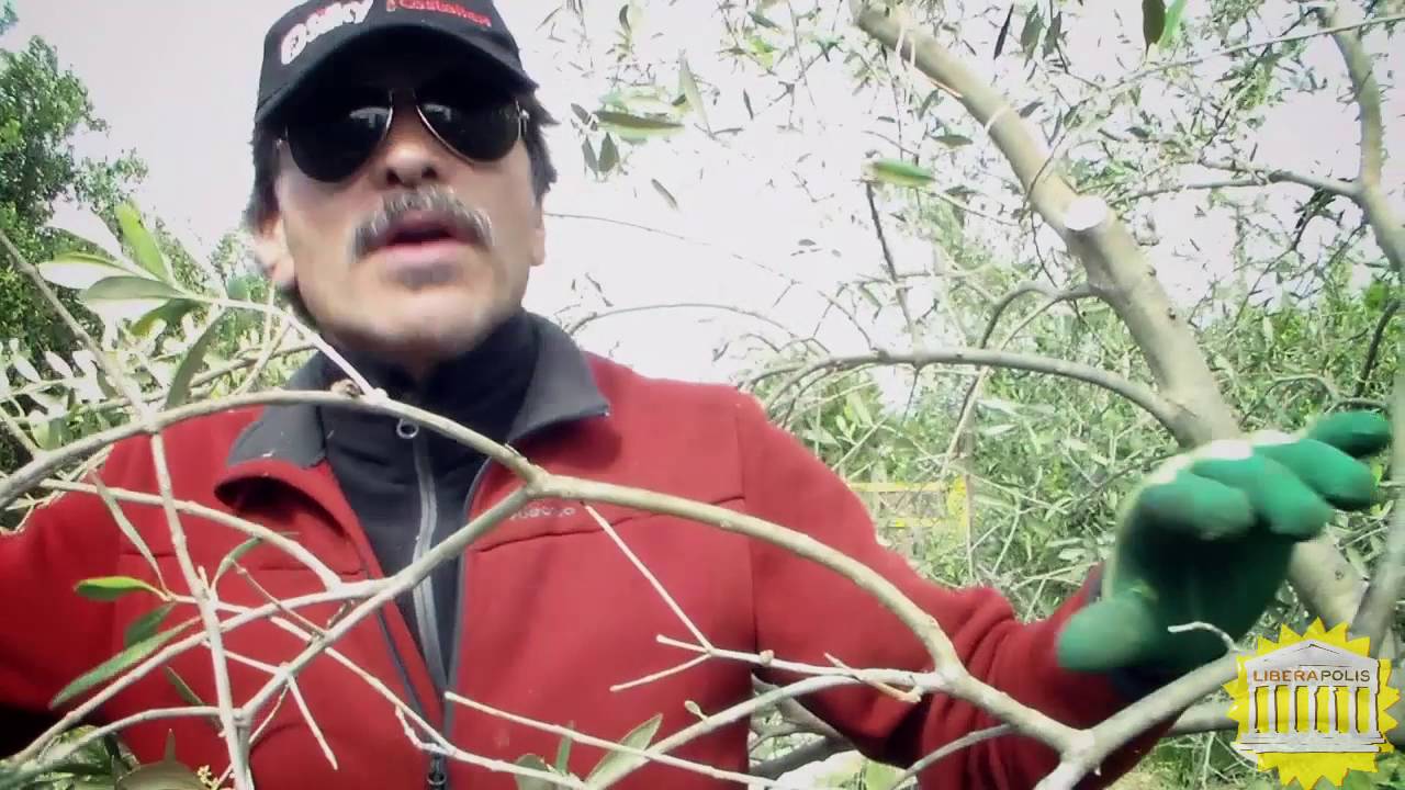 Potatura Ulivo: Riconoscere i rami esauriti