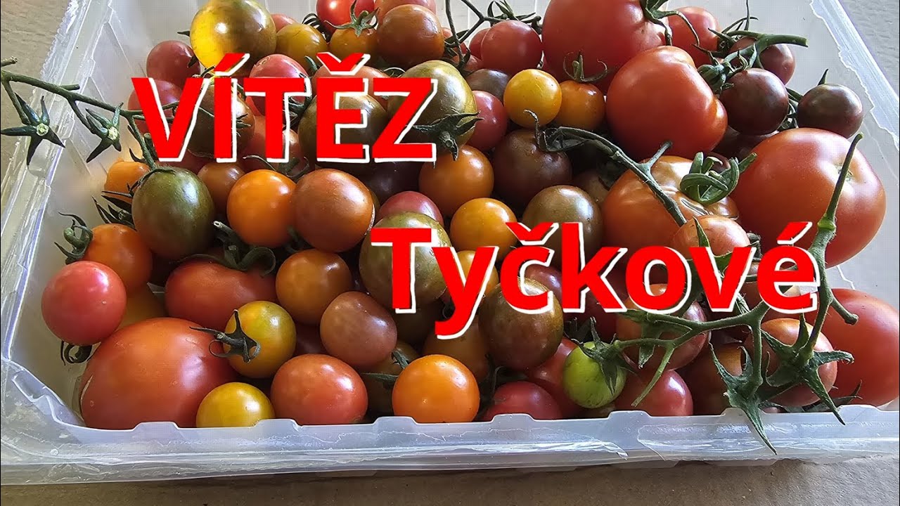 RAJČATA ROKU ! CHUŤOVÝ ŽEBŘÍČEK: Které odrůdy uspěly? | Hodnocení úrody!