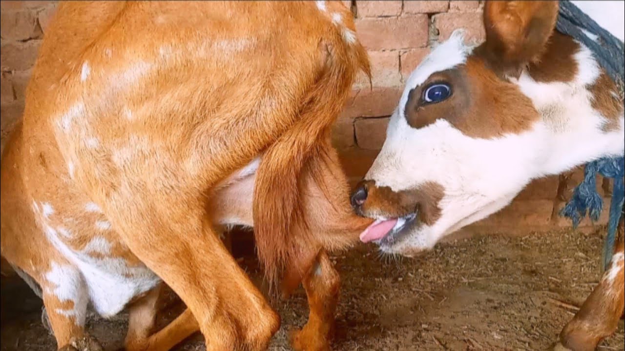 Calf is enjoying goat milk daily 