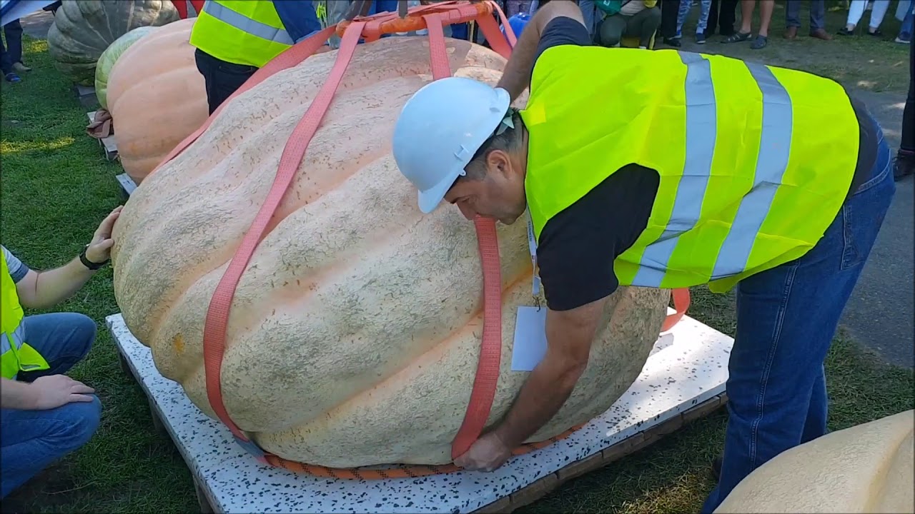 Dynie giganty o wadze PÓŁ TONY | Ważenie dyń gigantów